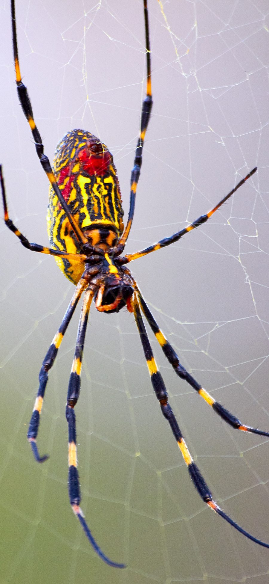 [2436×1125]蜘蛛 昆虫 织网 节肢 苹果手机壁纸图片