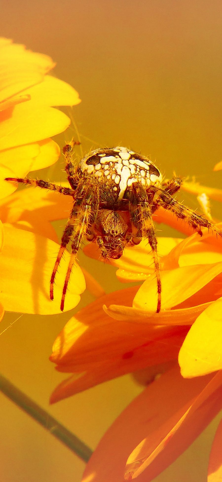 [2436×1125]蜘蛛 鲜花 结网 捕食 苹果手机壁纸图片