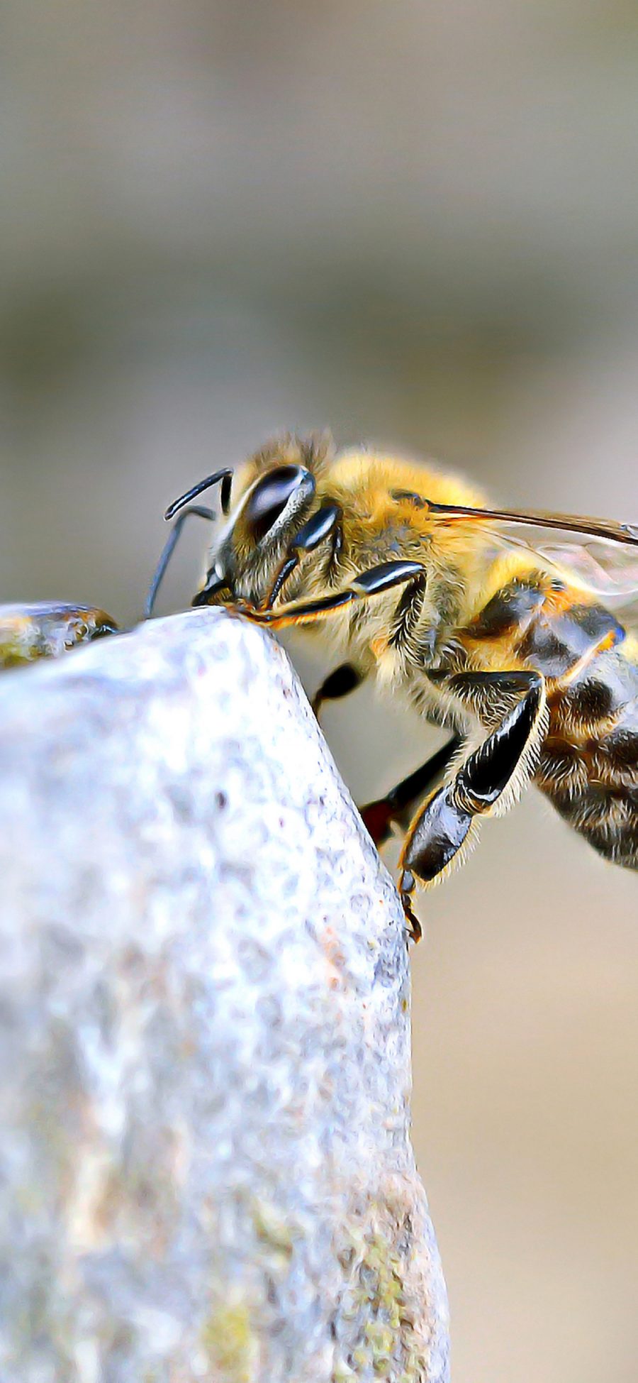 [2436×1125]蜜蜂 工蜂 昆虫 翅膀 苹果手机壁纸图片