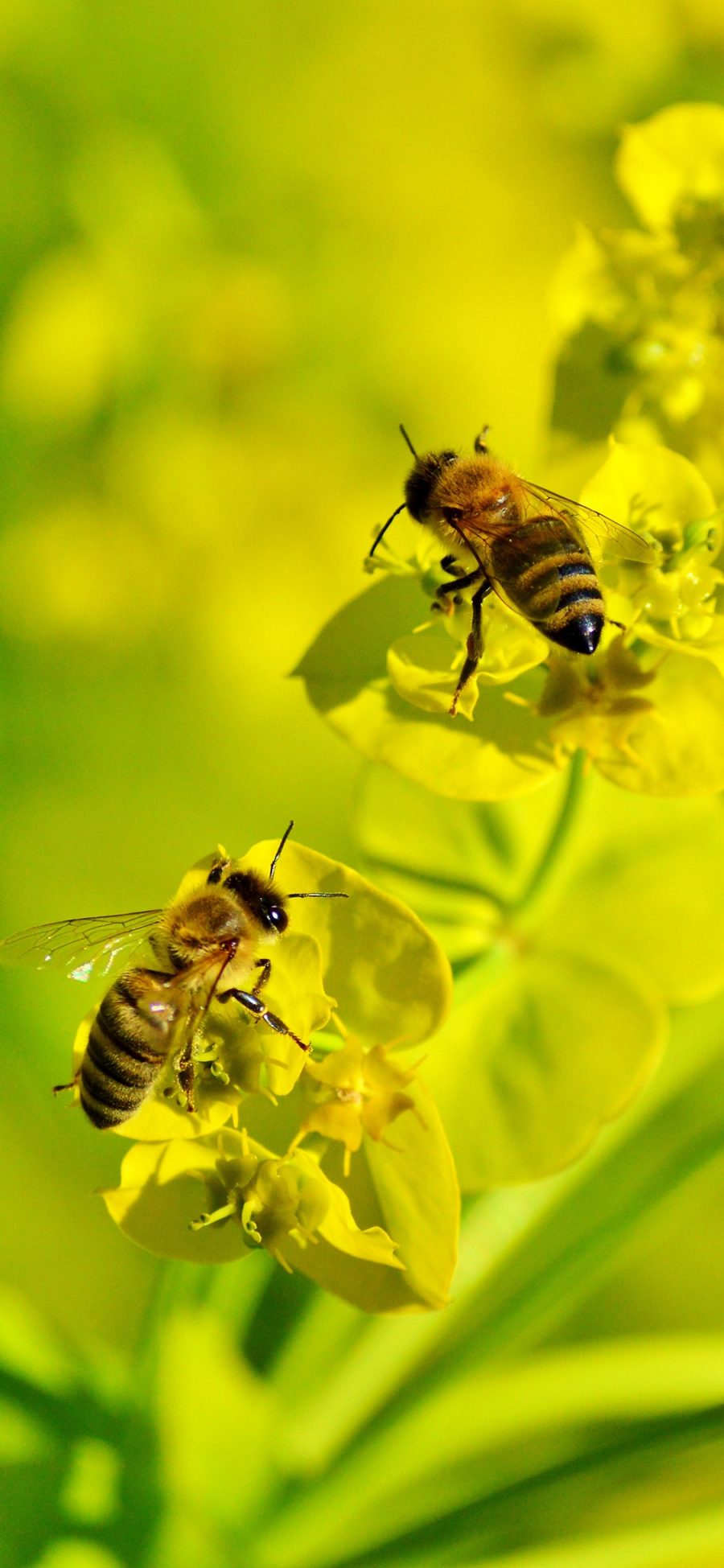 [2436×1125]蜜蜂 昆虫 油菜花 采蜜 苹果手机壁纸图片