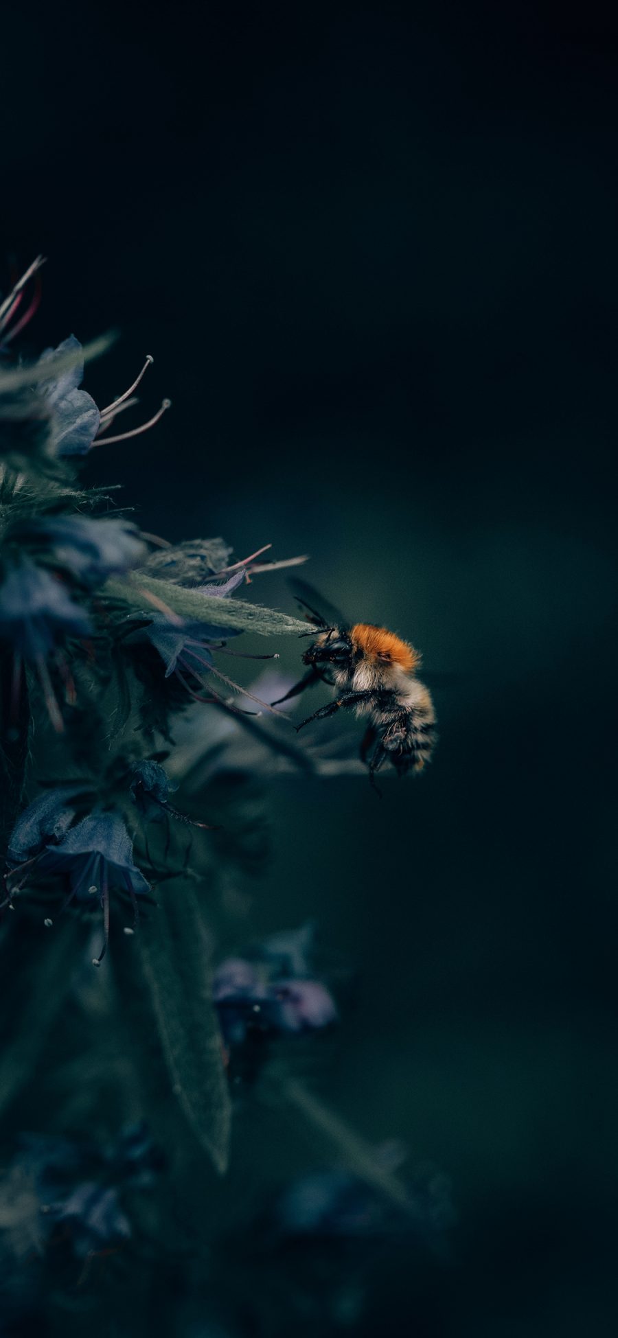 [2436×1125]蜜蜂 昆虫 采蜜 枝叶 苹果手机壁纸图片