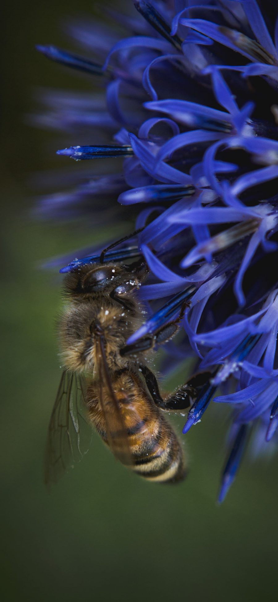 [2436×1125]蜜蜂 昆虫 鲜花 采蜜 苹果手机壁纸图片