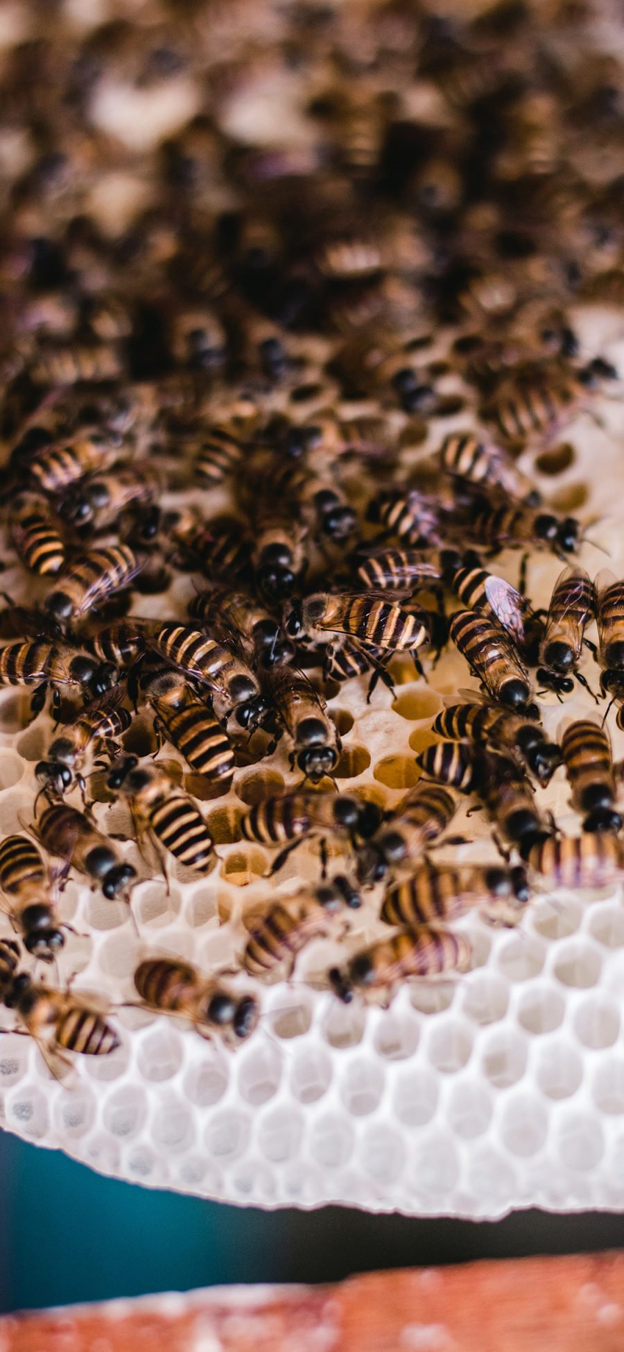 [2436×1125]蜜蜂 蜂巢 饲养 昆虫 苹果手机壁纸图片