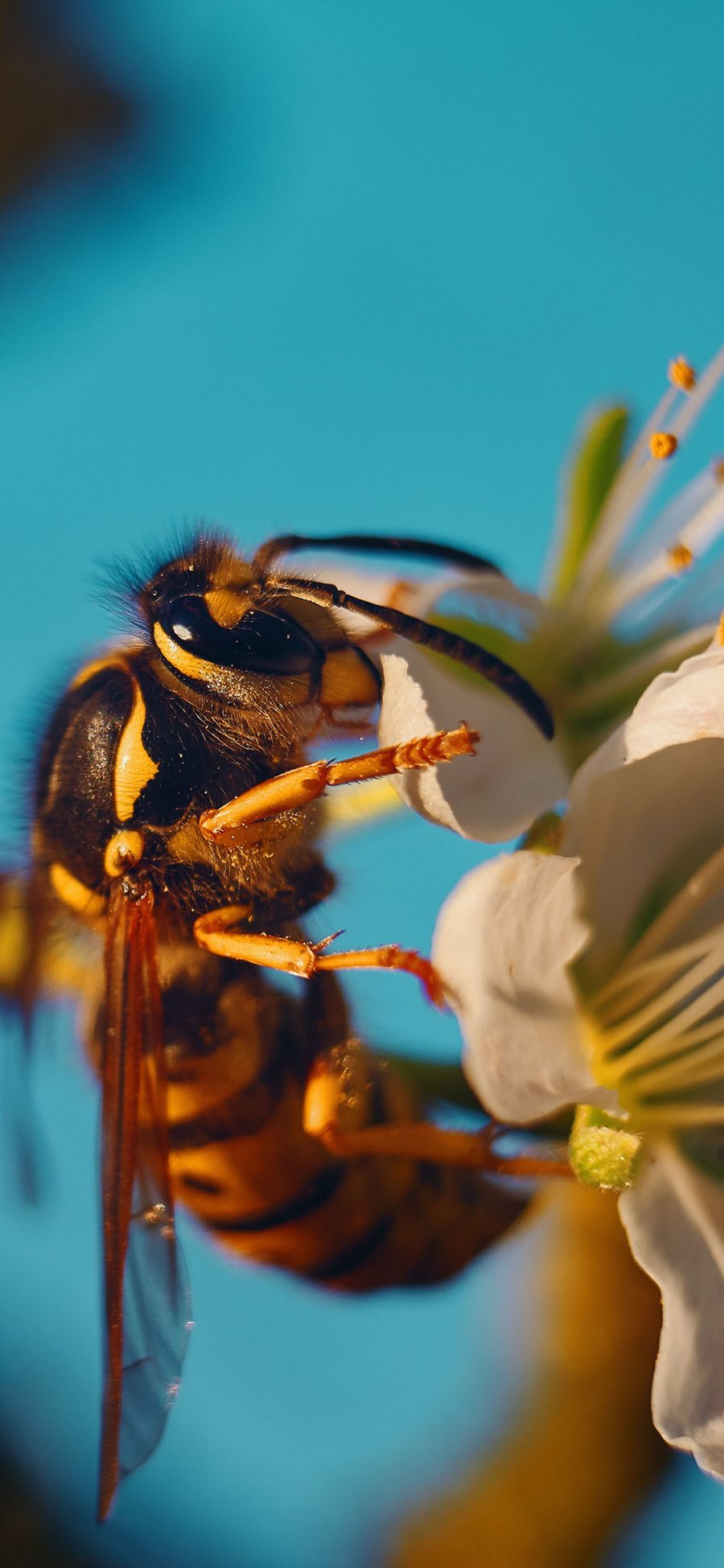 [2436×1125]蜜蜂 采蜜 昆虫 花朵 苹果手机壁纸图片