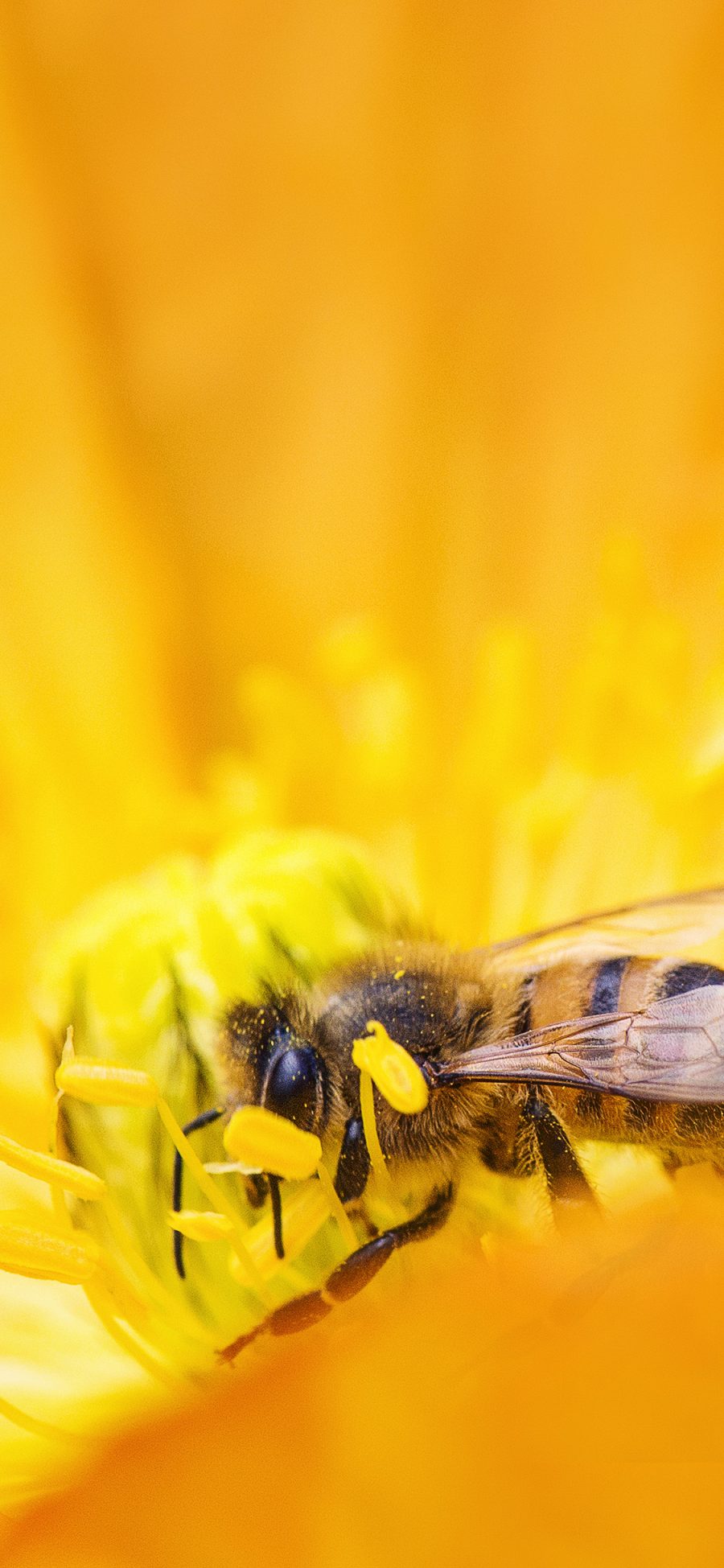 [2436×1125]蜜蜂 采蜜 花蕊 黄色 苹果手机壁纸图片