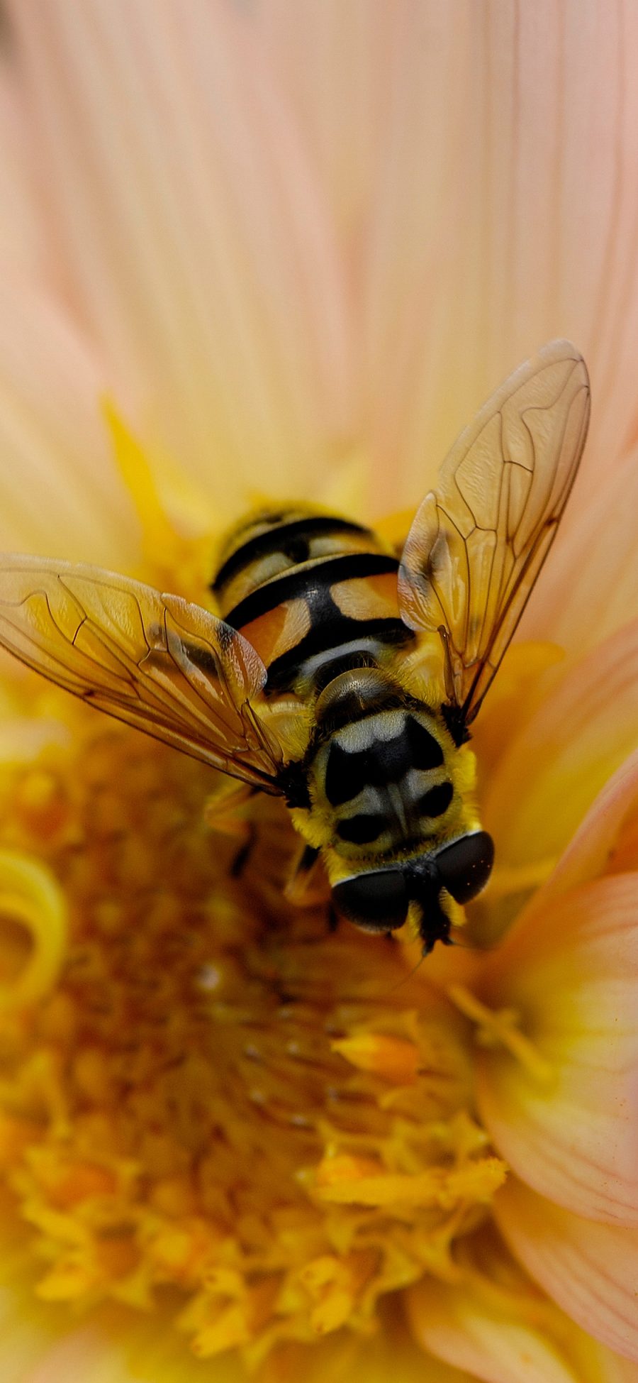 [2436×1125]蜜蜂 采蜜 鲜花 花粉 昆虫 苹果手机壁纸图片