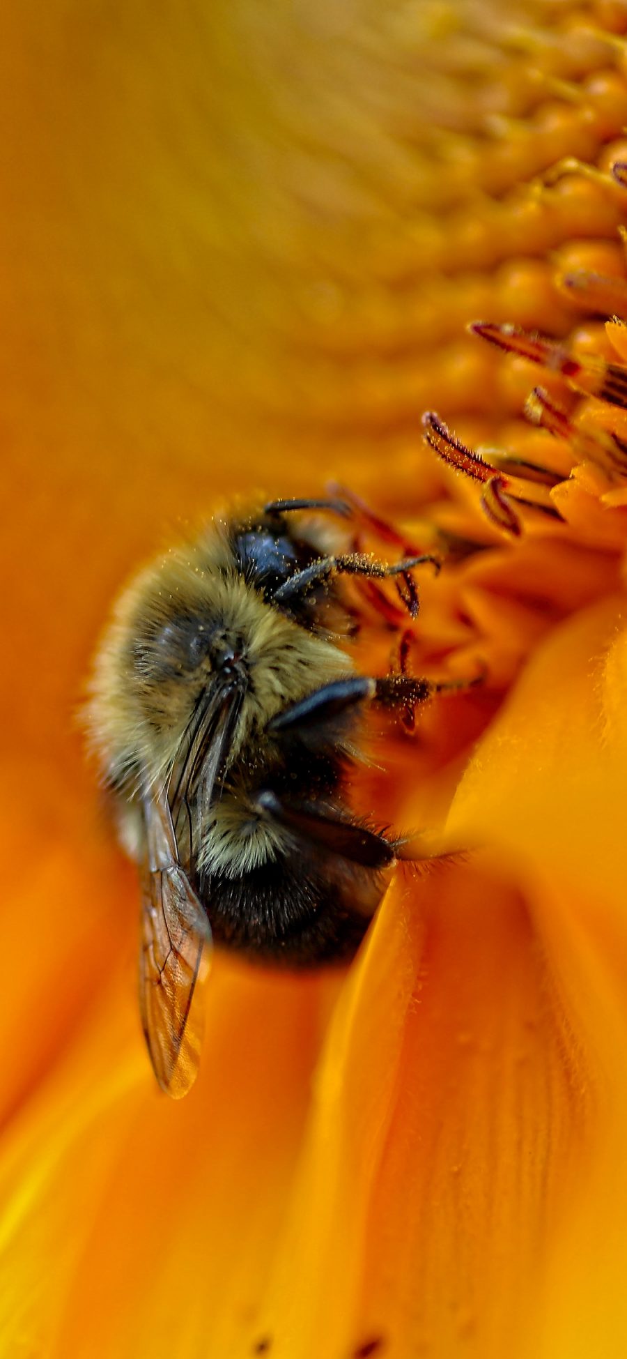 [2436×1125]蜜蜂 鲜花 盛开 菊花 采蜜 苹果手机壁纸图片