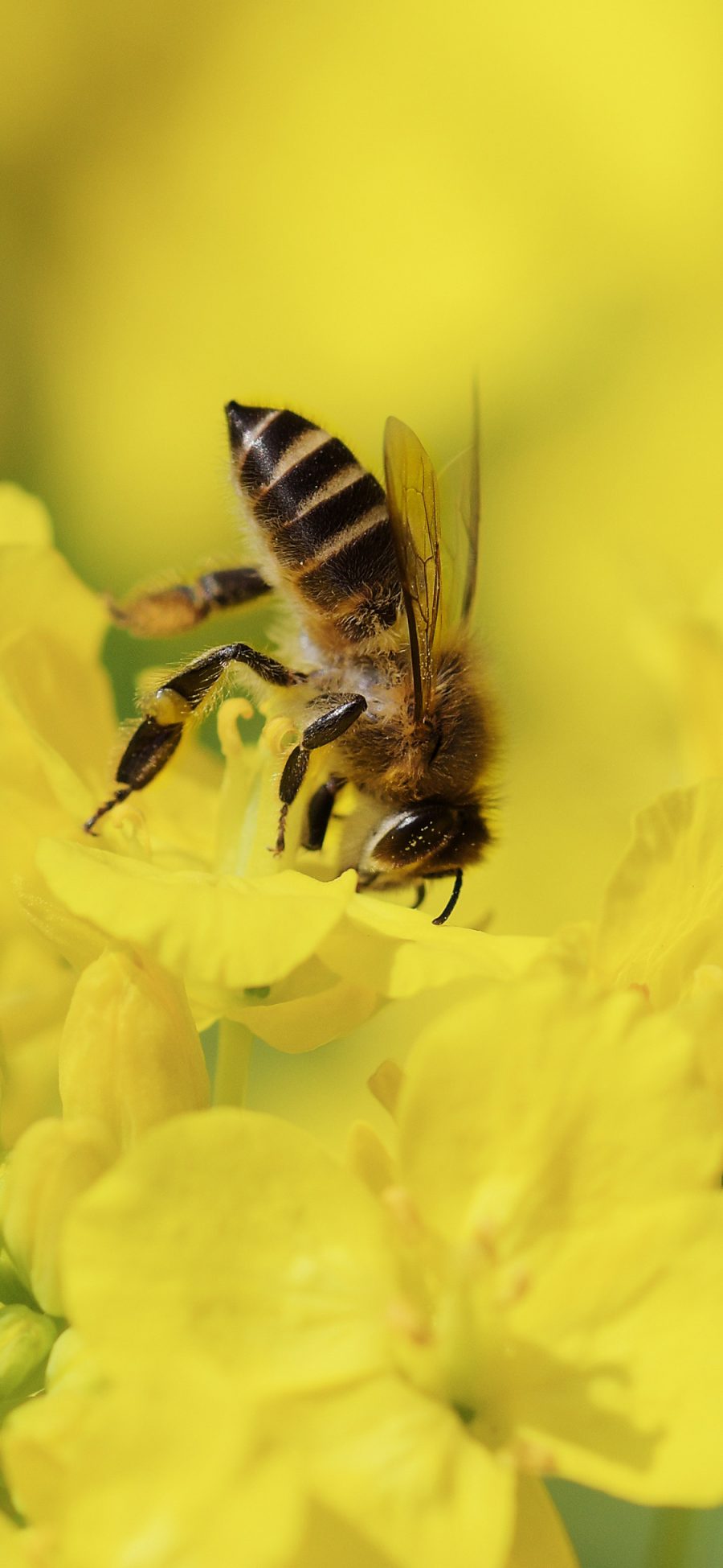 [2436×1125]蜜蜂 鲜花 采蜜 花粉 苹果手机壁纸图片