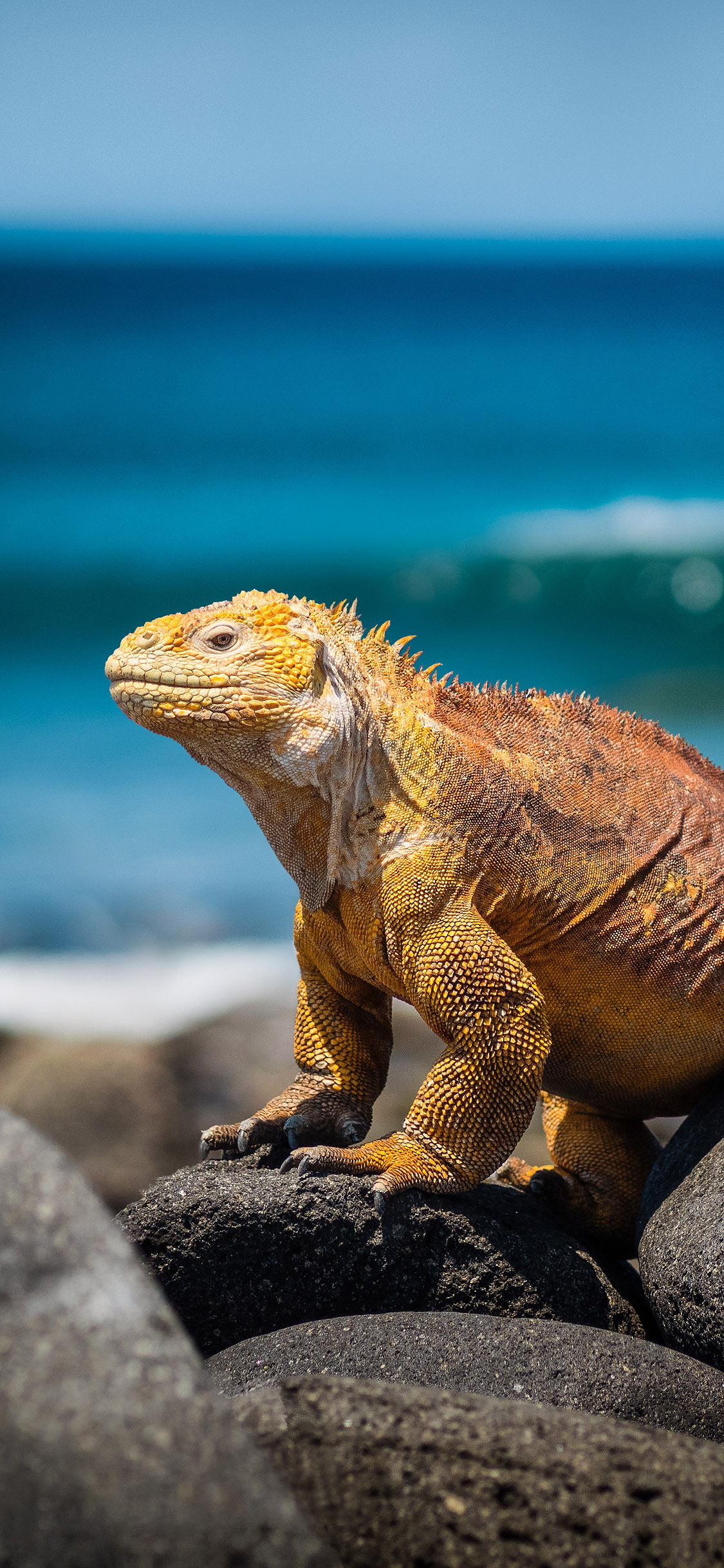 [2436×1125]蜥蜴 海边 石头 爬行 苹果手机壁纸图片