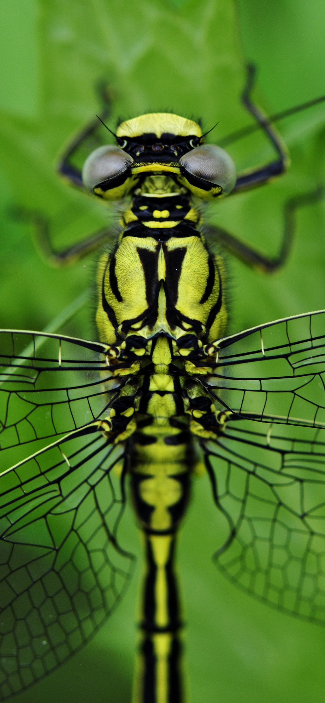 [2436×1125]蜻蜓 绿色 翅膀 昆虫 叶子 苹果手机壁纸图片