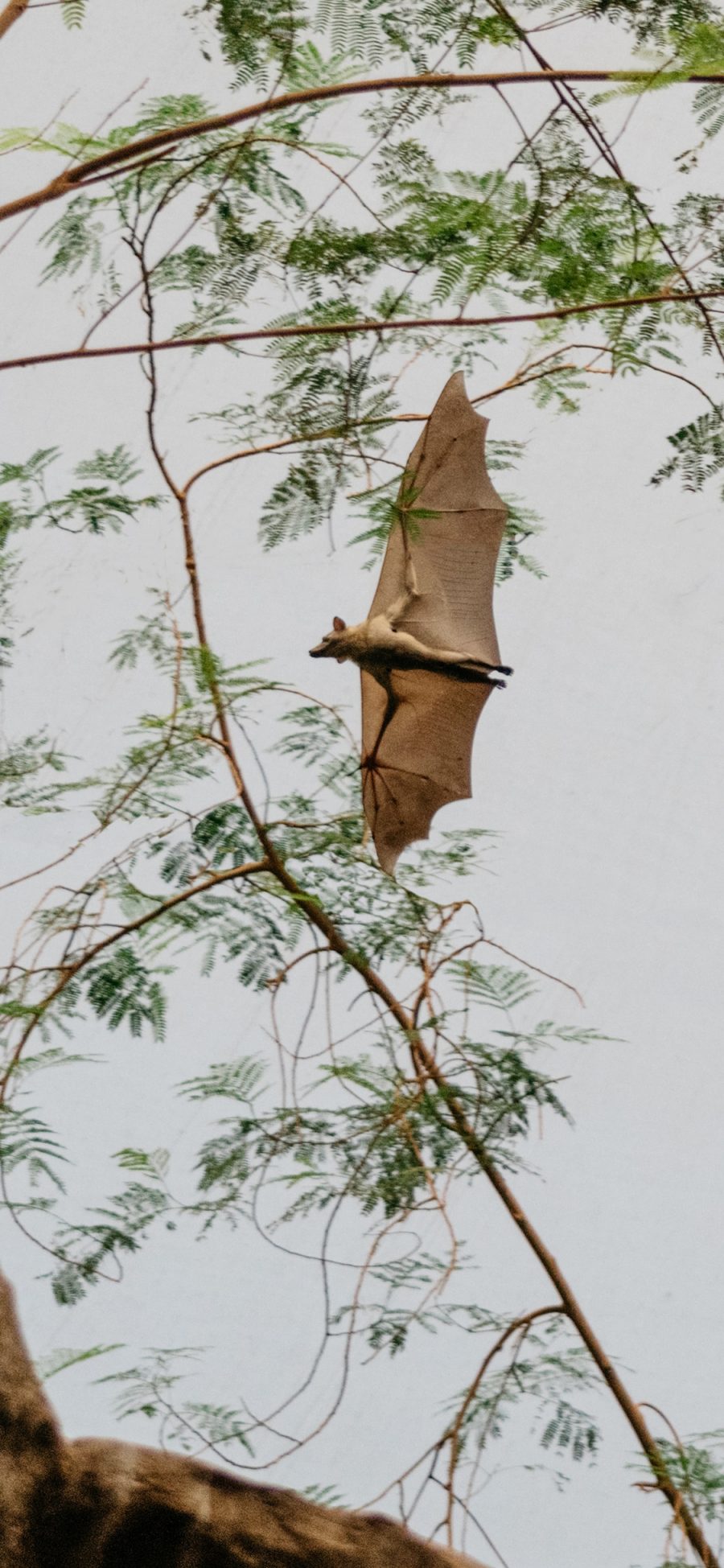 [2436×1125]蝙蝠 飞翔 天空 树枝 苹果手机壁纸图片