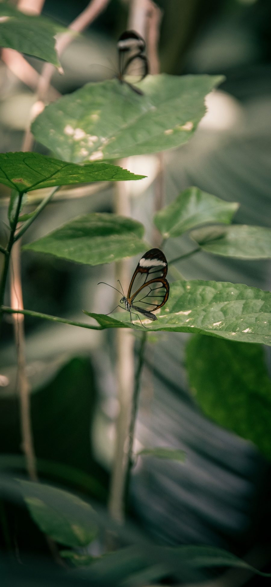 [2436×1125]蝴蝶 昆虫 枝叶 翅膀 苹果手机壁纸图片