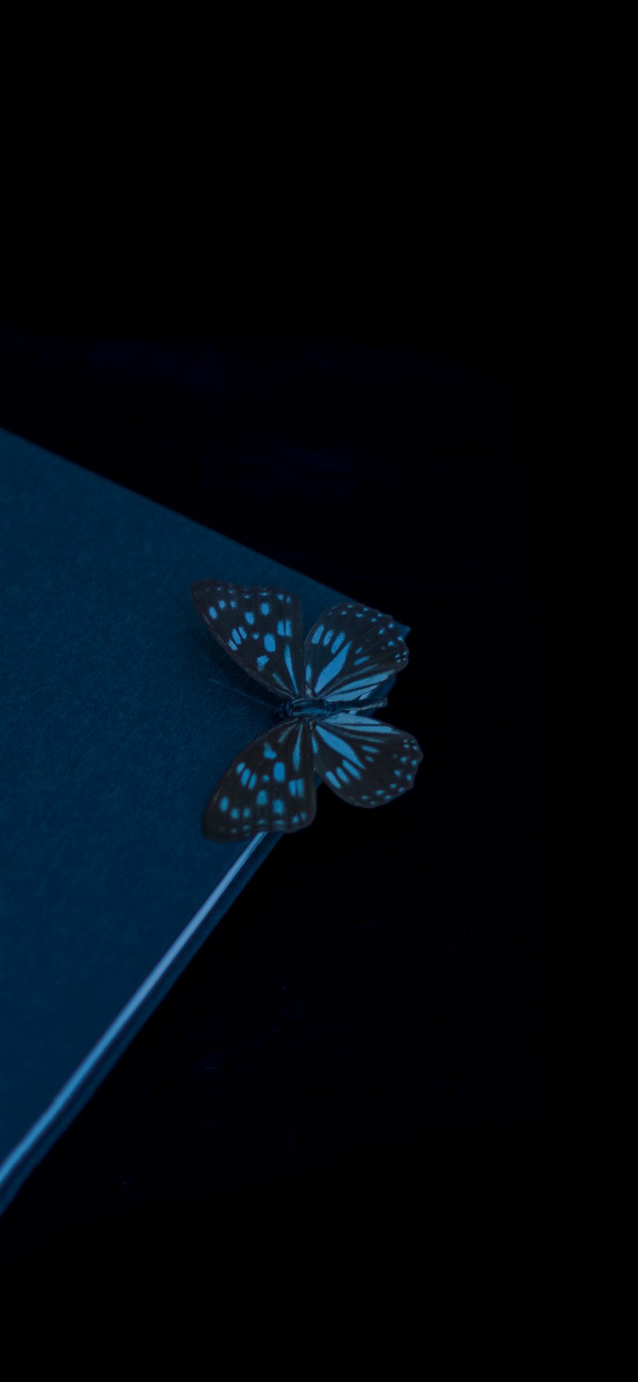 [2436×1125]蝴蝶 昆虫 翅膀 标本 书本 苹果手机壁纸图片
