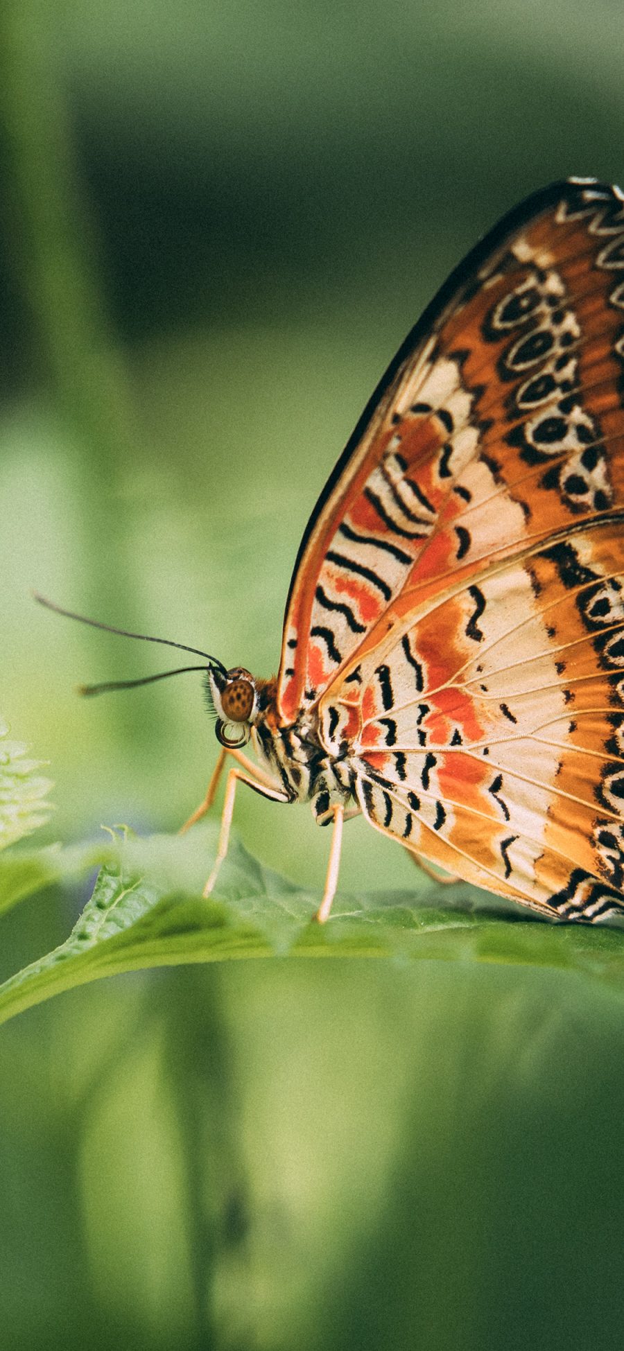 [2436×1125]蝴蝶 枝叶 彩蝶 昆虫 苹果手机壁纸图片