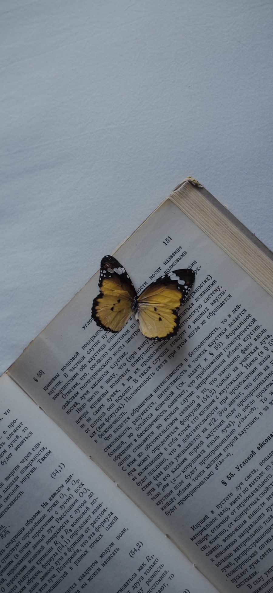 [2436×1125]蝴蝶 标本 翅膀 昆虫 书本 苹果手机壁纸图片