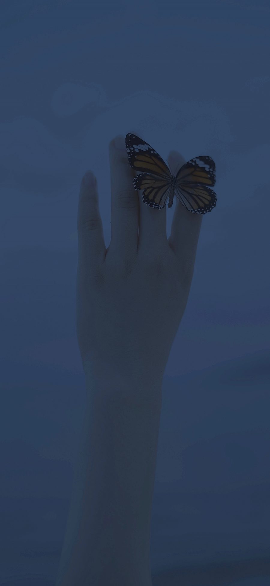 [2436×1125]蝴蝶 翅膀 昆虫 蓝色 手 苹果手机壁纸图片