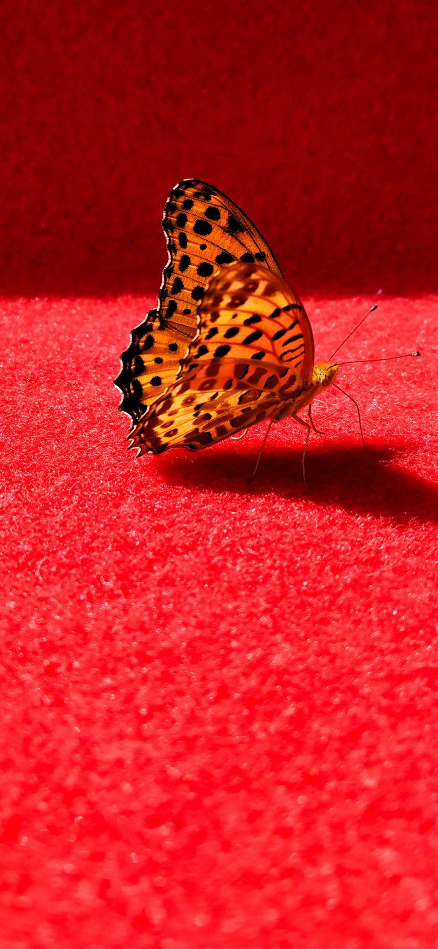 [2436×1125]蝴蝶 翅膀 红色 昆虫 苹果手机壁纸图片