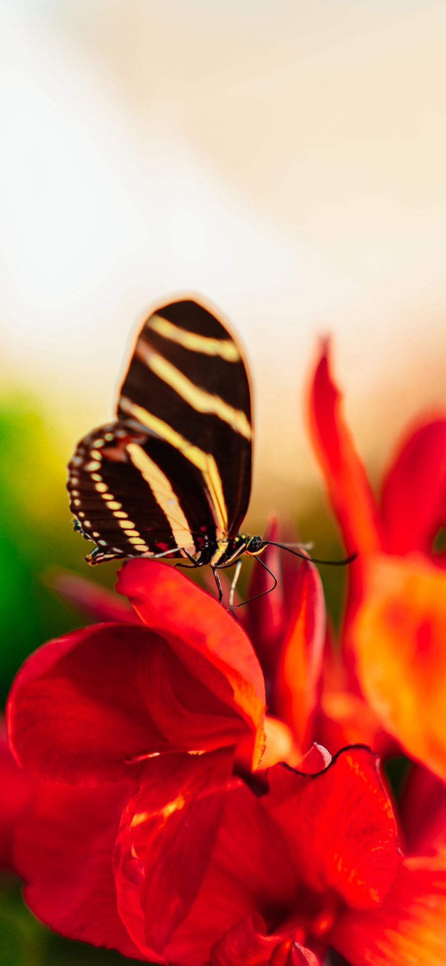 [2436×1125]蝴蝶 花朵 鲜花 昆虫 苹果手机壁纸图片