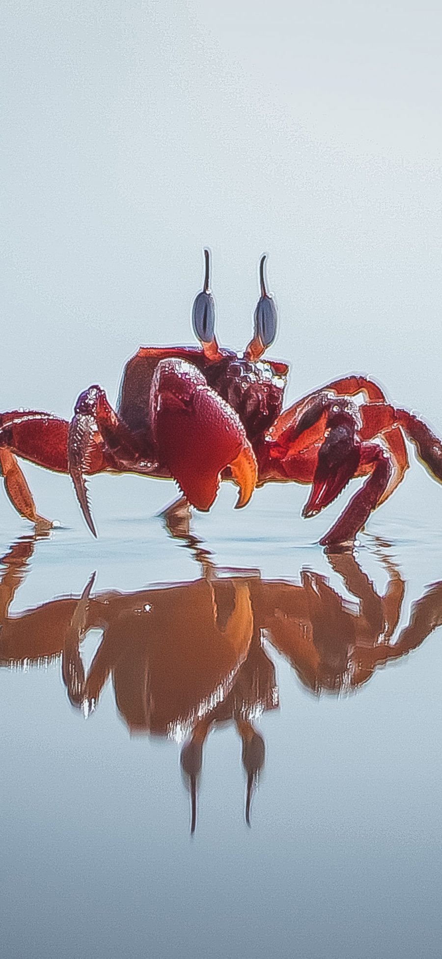 [2436×1125]螃蟹 水面 倒映 海鲜 苹果手机壁纸图片