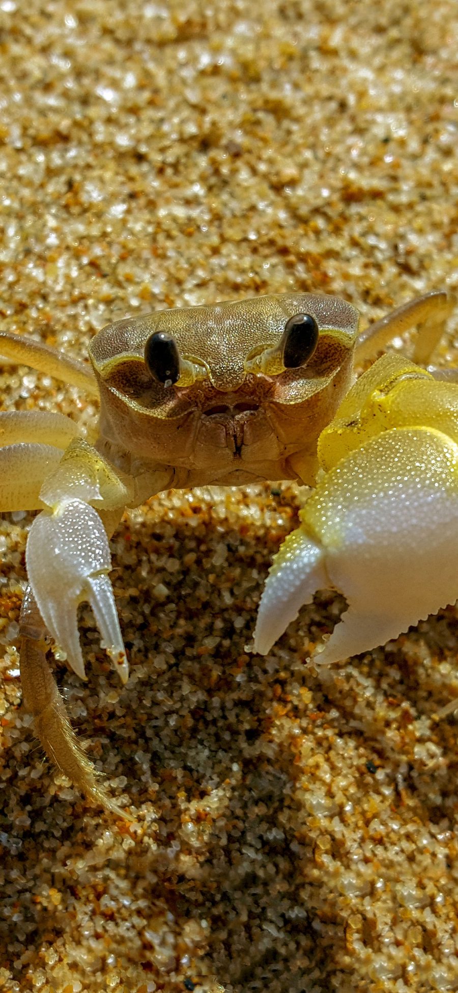 [2436×1125]螃蟹 沙滩 海洋生物 蟹钳 爬行 苹果手机壁纸图片