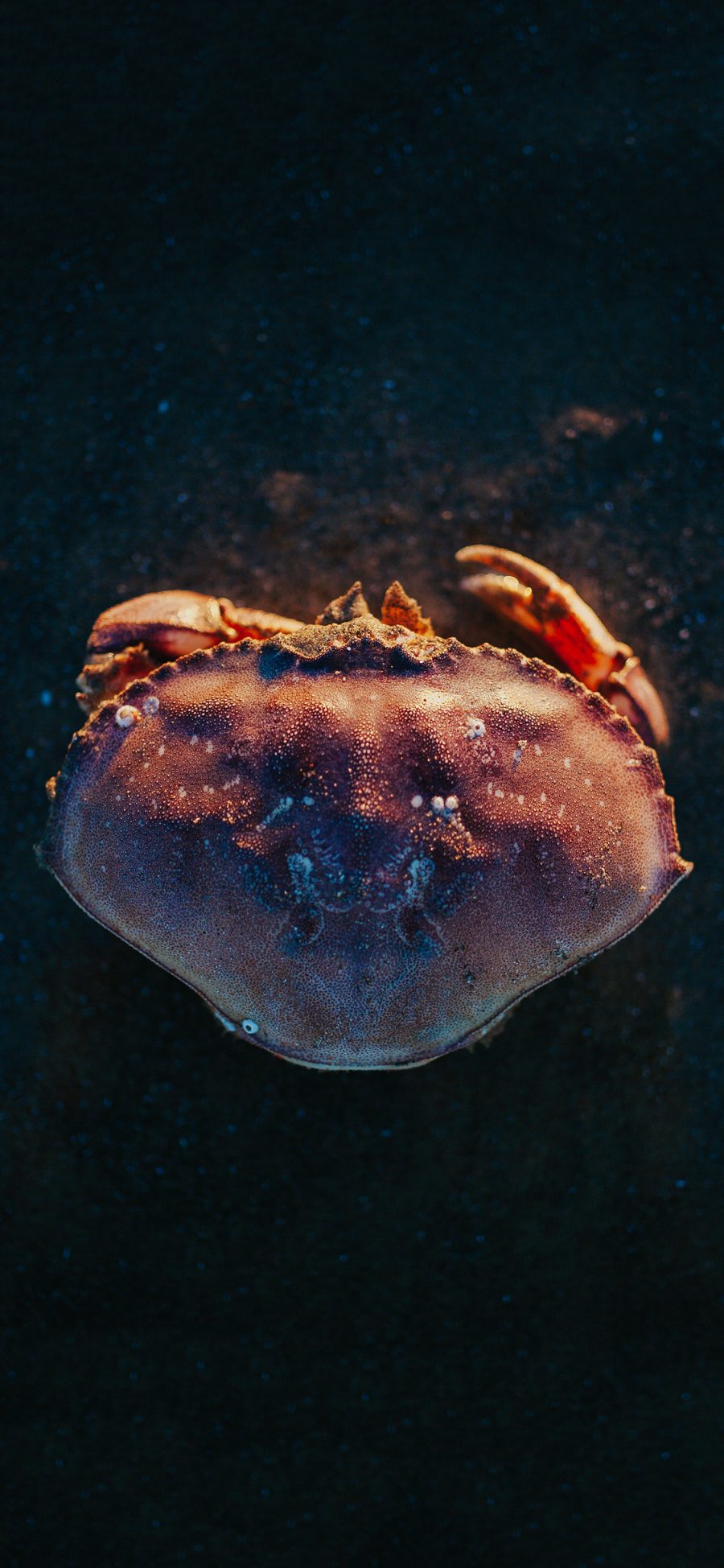 [2436×1125]螃蟹 节肢 海鲜 食材 苹果手机壁纸图片