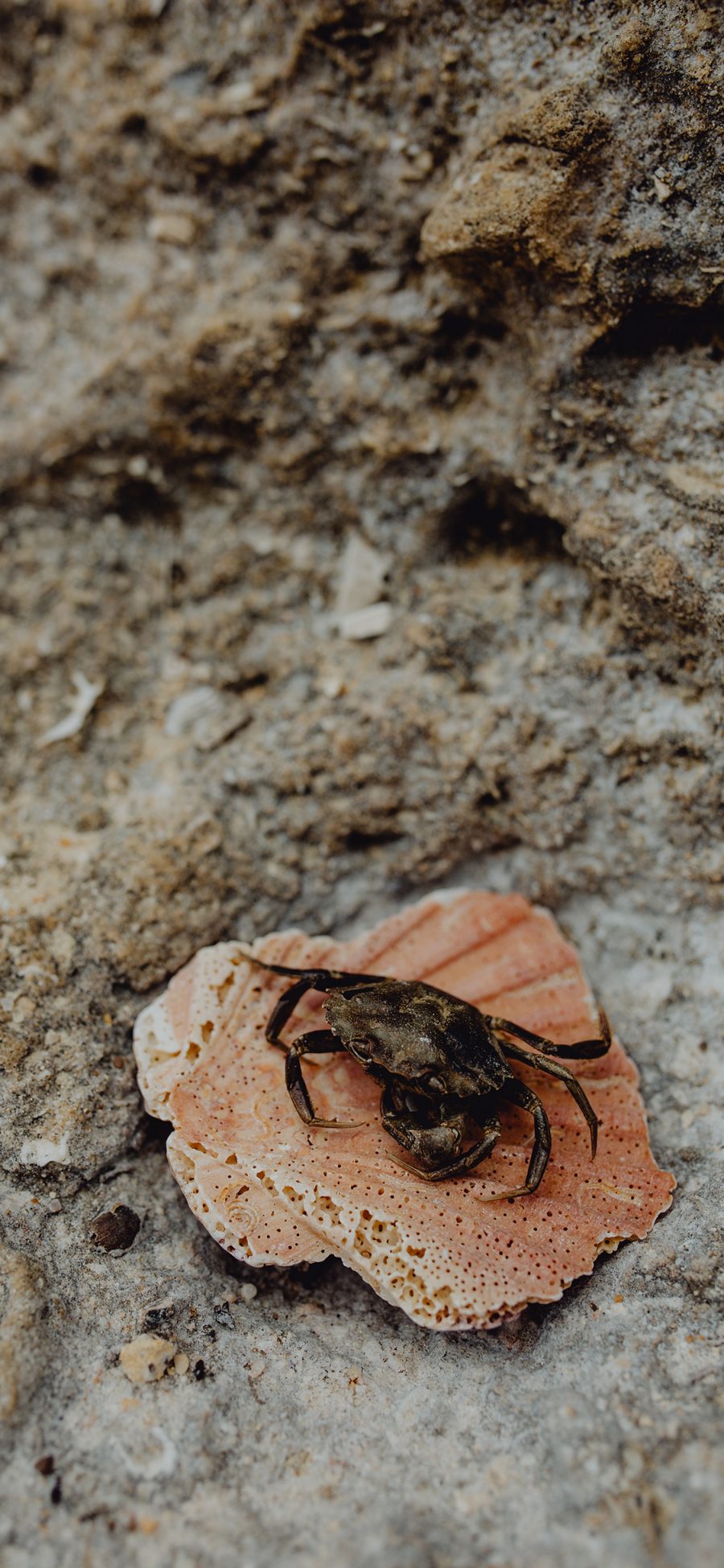 [2436×1125]螃蟹 贝壳 海滩 海洋生物 苹果手机壁纸图片