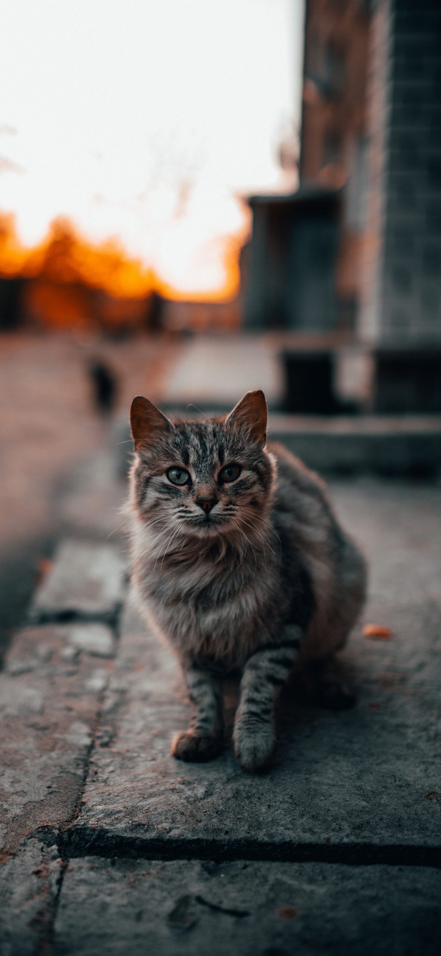 [2436×1125]街道 宠物 猫咪 喵星人 苹果手机壁纸图片