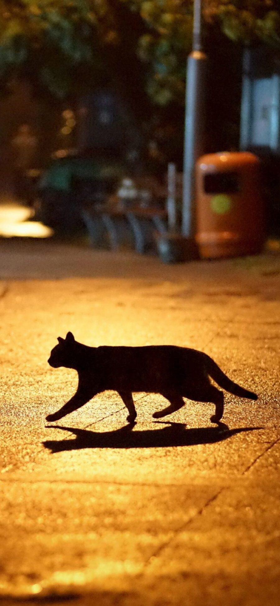 [2436×1125]街道 灯光 猫咪 喵星人 苹果手机壁纸图片