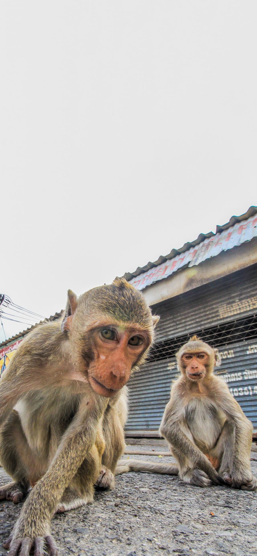 [2436×1125]街道 猴子 聪明 好动 苹果手机壁纸图片