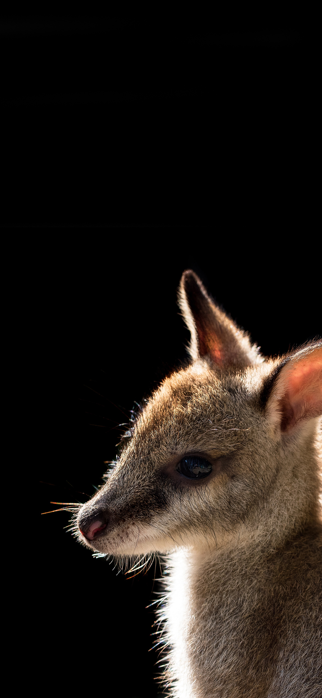 [2436×1125]袋鼠 幼崽 皮毛 澳洲国宝 苹果手机壁纸图片