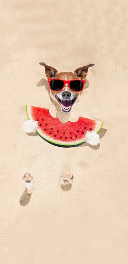 [2436x1125]西瓜 狗狗 墨镜 幽默 沙滩 夏日 苹果手机壁纸图片