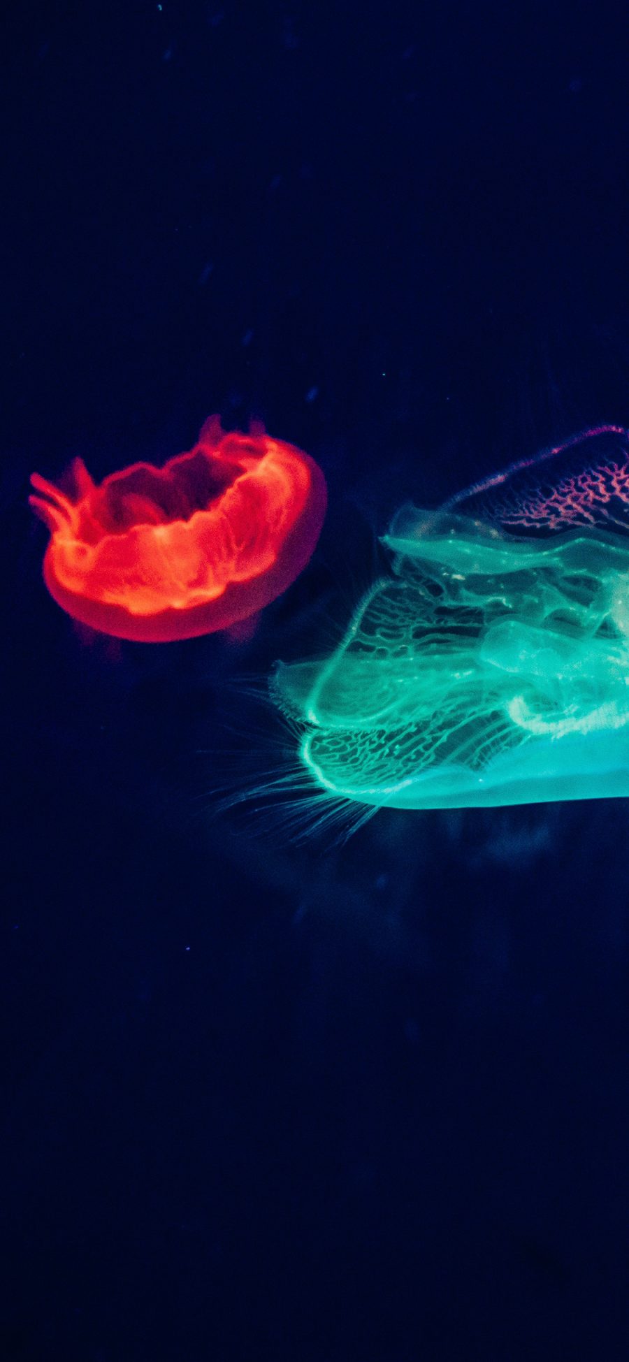 [2436×1125]观赏性 海洋生物 浮游 荧光 海蜇 苹果手机壁纸图片