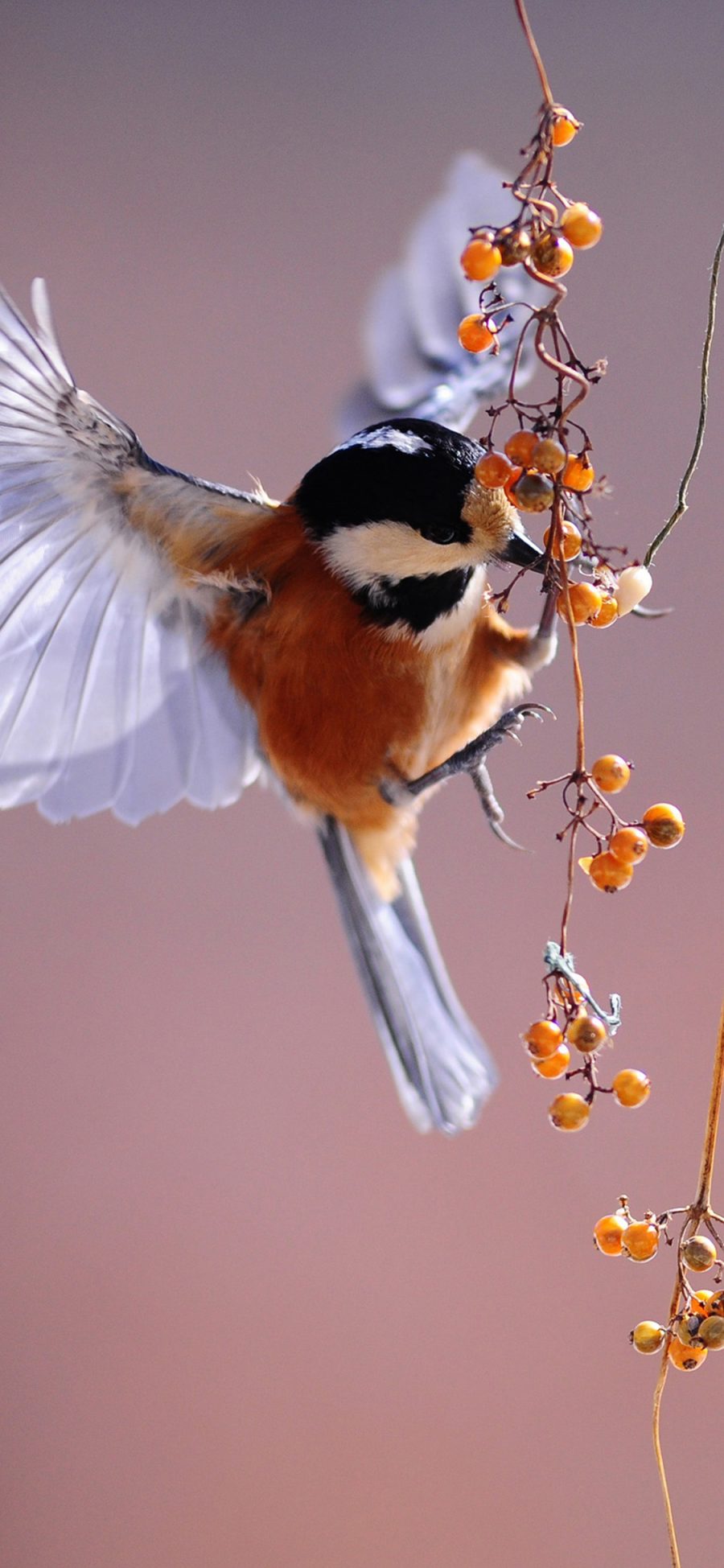 [2436×1125]觅食的小蜂鸟 鲜花 苹果手机壁纸图片