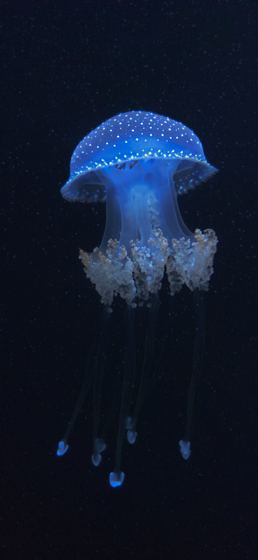 [2436×1125]触手 水母 海洋生物 浮游 苹果手机壁纸图片