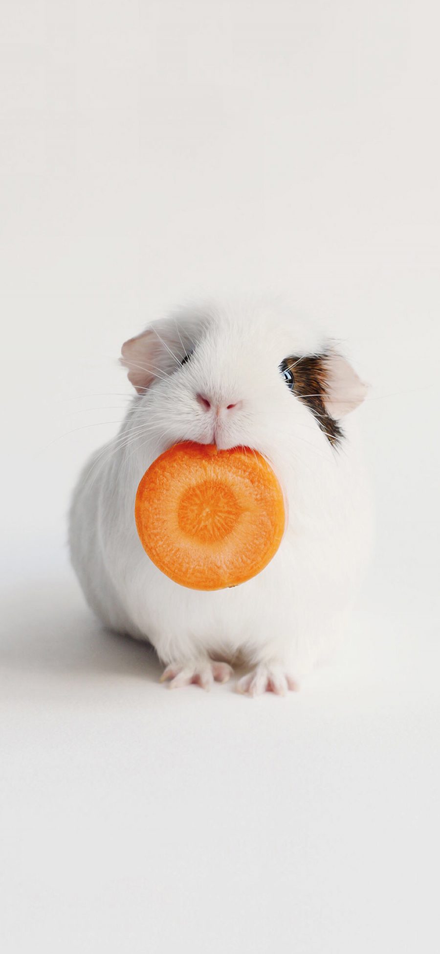 [2436×1125]豚鼠 老鼠 萌宠 胡萝卜 可爱 苹果手机壁纸图片