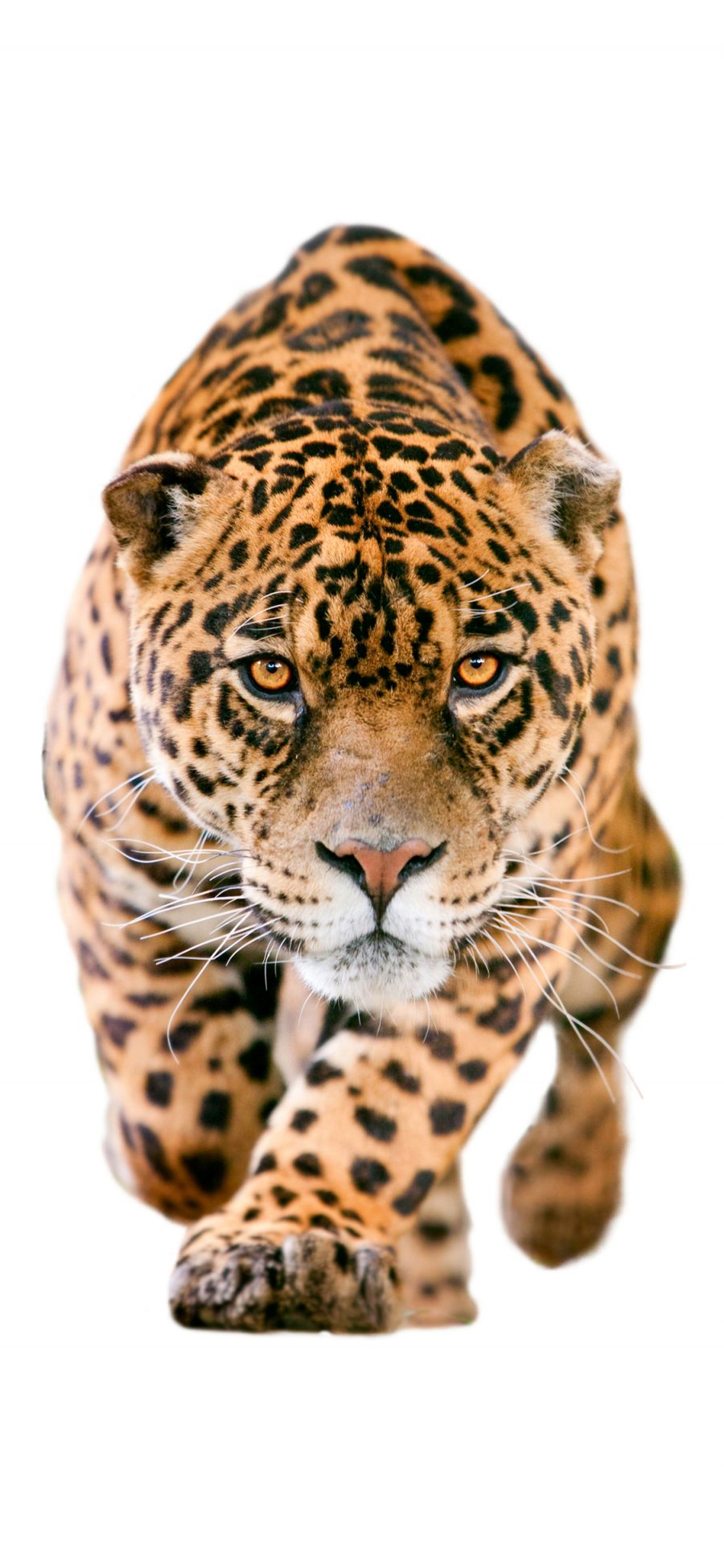 [2436×1125]豹 动物 猛兽 斑纹 凶猛 苹果手机壁纸图片
