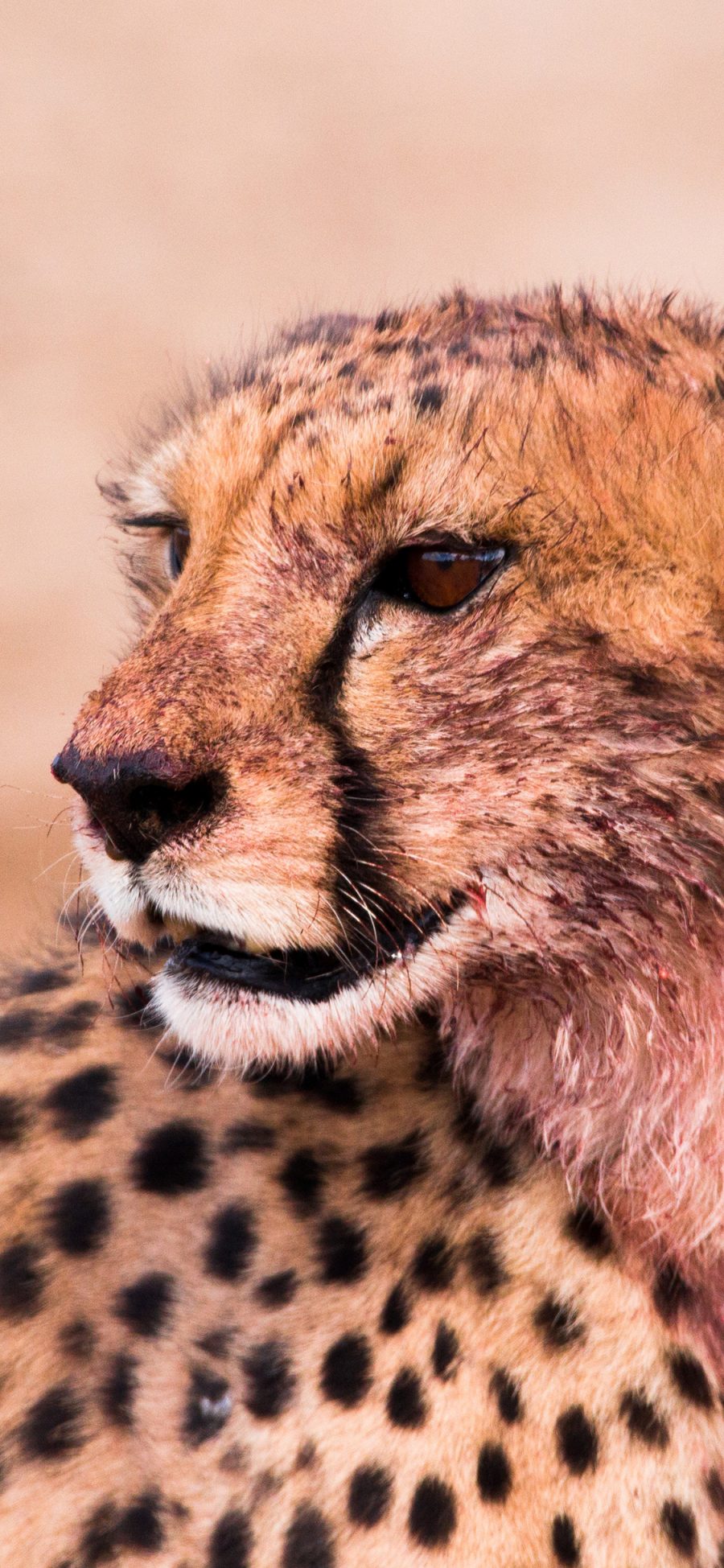[2436×1125]豹 猎豹 凶猛 豹纹 皮毛 苹果手机壁纸图片