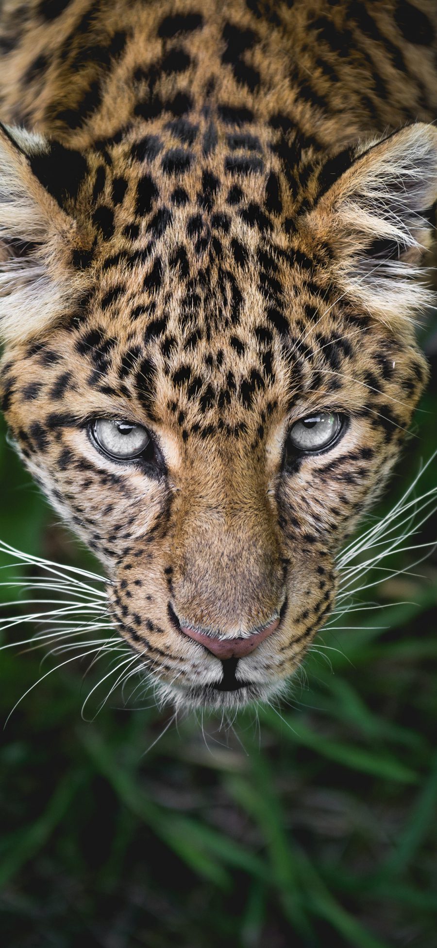 [2436×1125]豹 猛兽 野兽 斑纹 凶猛 犀利 苹果手机壁纸图片