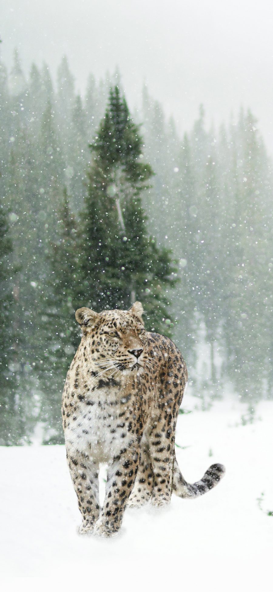 [2436×1125]豹 雪地 猛兽 凶猛 苹果手机壁纸图片