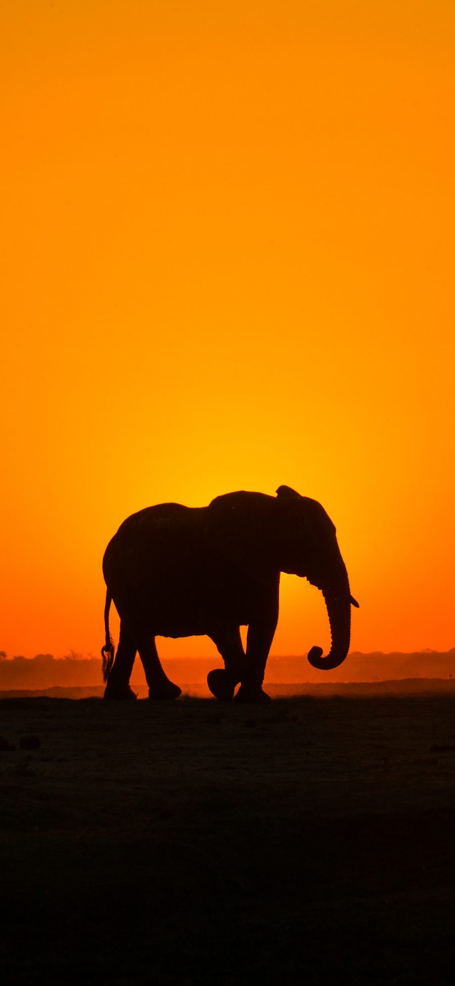 [2436×1125]郊外 夕阳 大象 群居动物 苹果手机壁纸图片