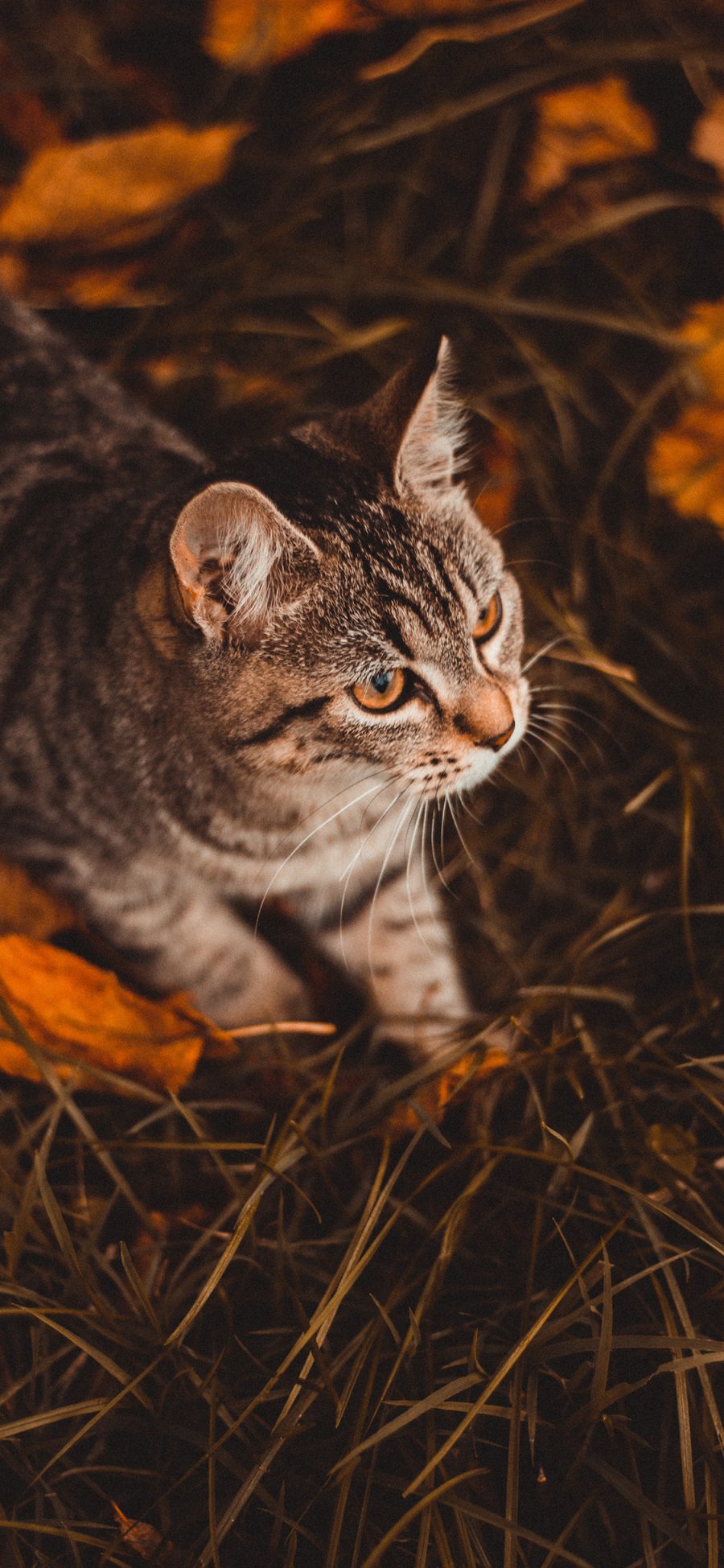 [2436×1125]郊外 宠物 猫咪 花猫 苹果手机壁纸图片