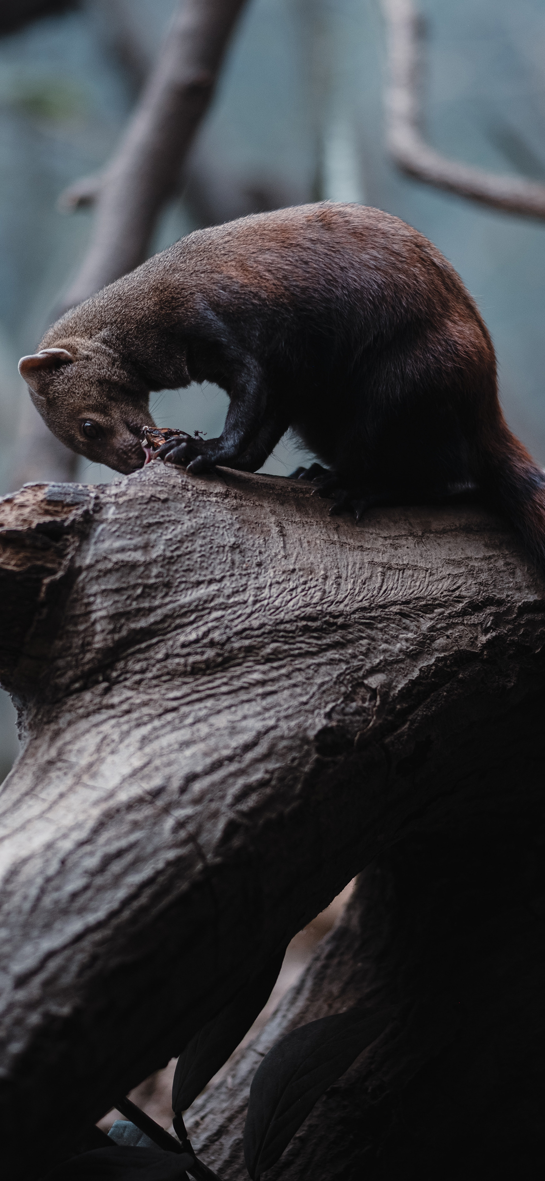 [2436×1125]郊外 树木 树干 松貂 苹果手机壁纸图片