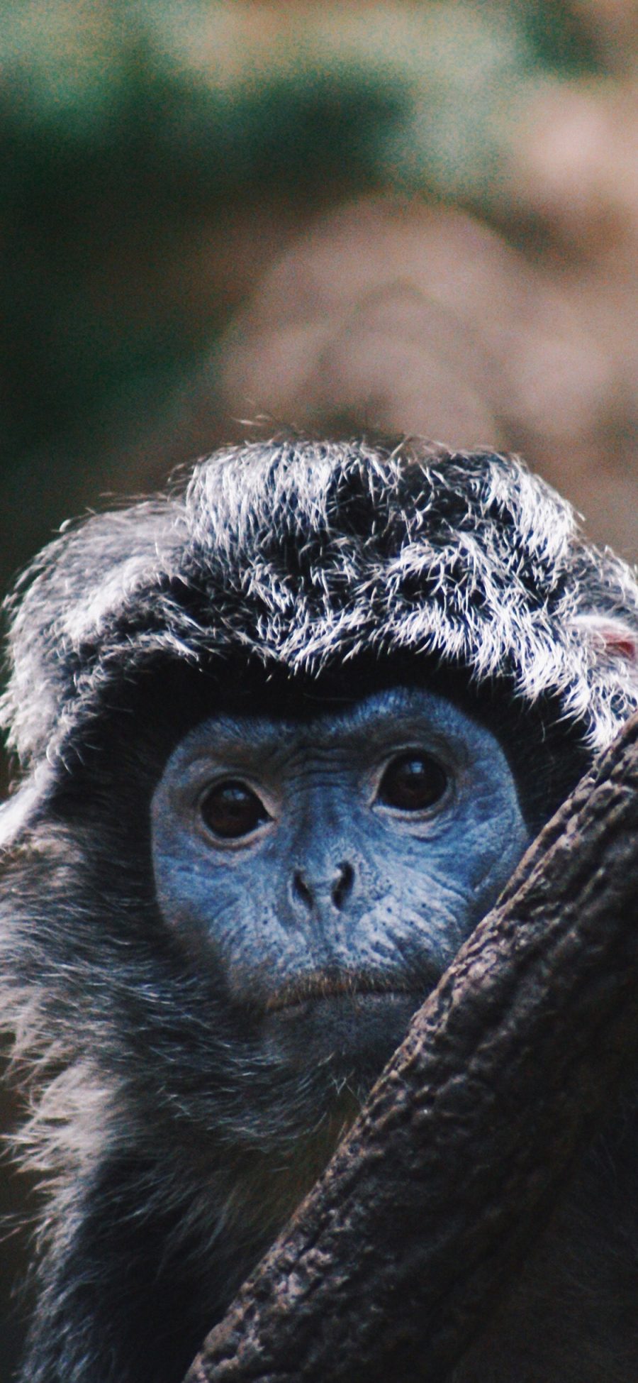 [2436×1125]郊外 树木 猴子 猿类 毛发 苹果手机壁纸图片