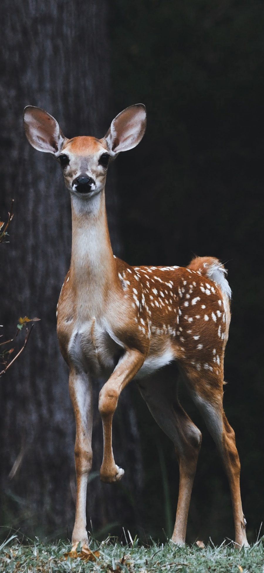[2436×1125]郊外 梅花鹿 小鹿 保护动物 苹果手机壁纸图片