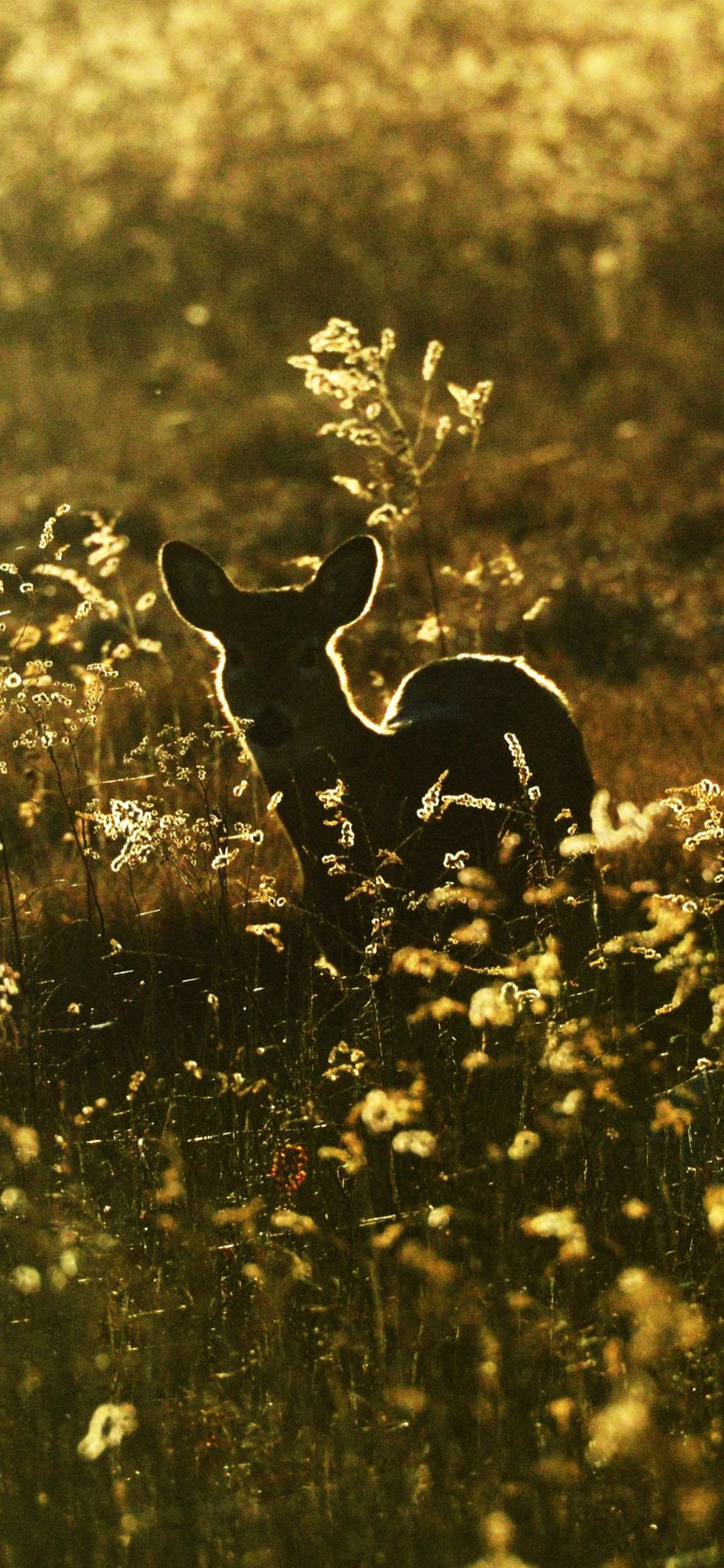 [2436×1125]郊外 花丛 小鹿 唯美自然 苹果手机壁纸图片