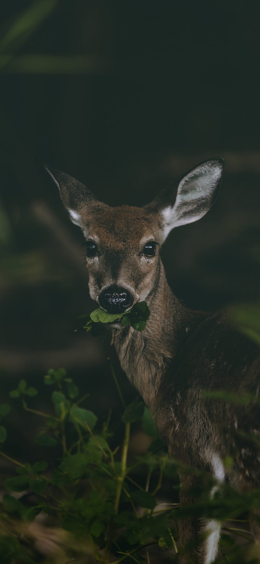 [2436×1125]郊外 草丛 小鹿 进食 苹果手机壁纸图片