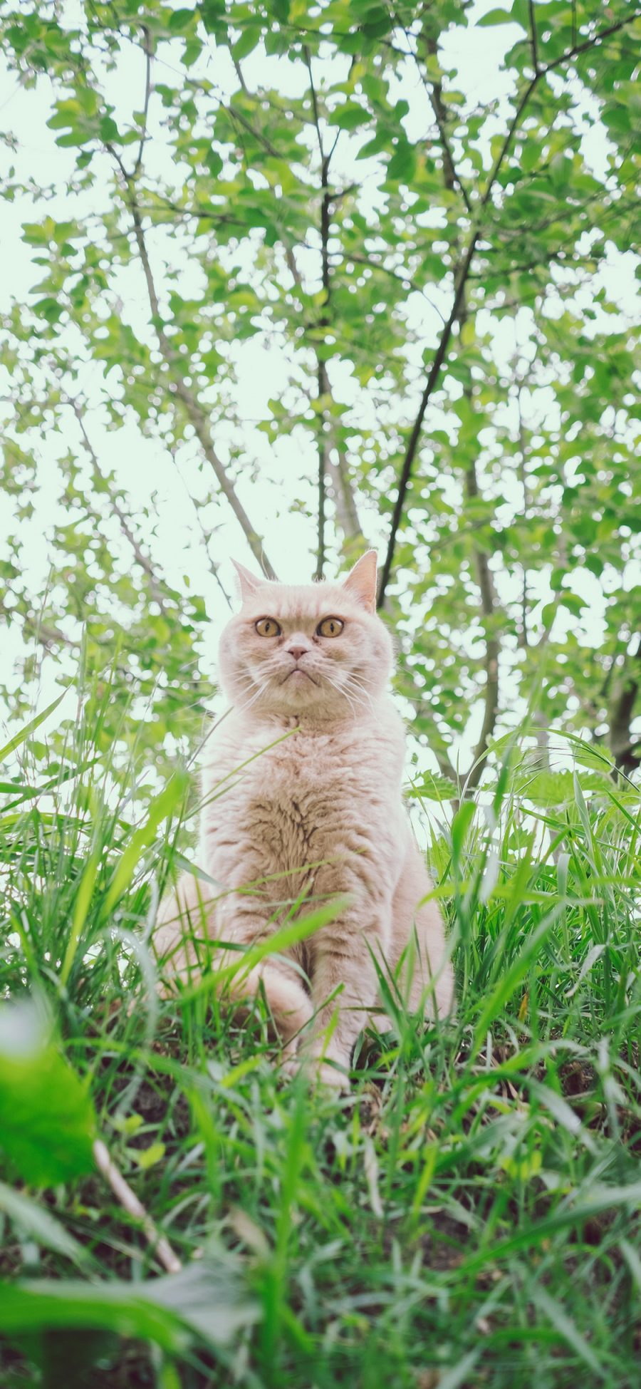 [2436×1125]郊外 草丛 猫咪 宠物 喵星人 苹果手机壁纸图片