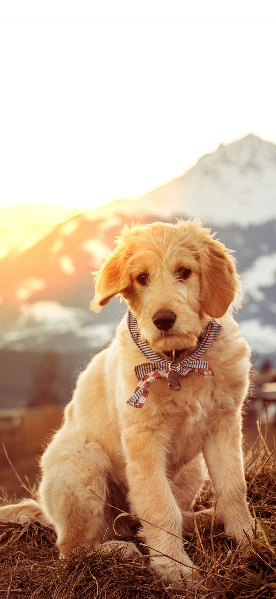 [2436×1125]郊外 草地 宠物狗 金毛犬 苹果手机壁纸图片