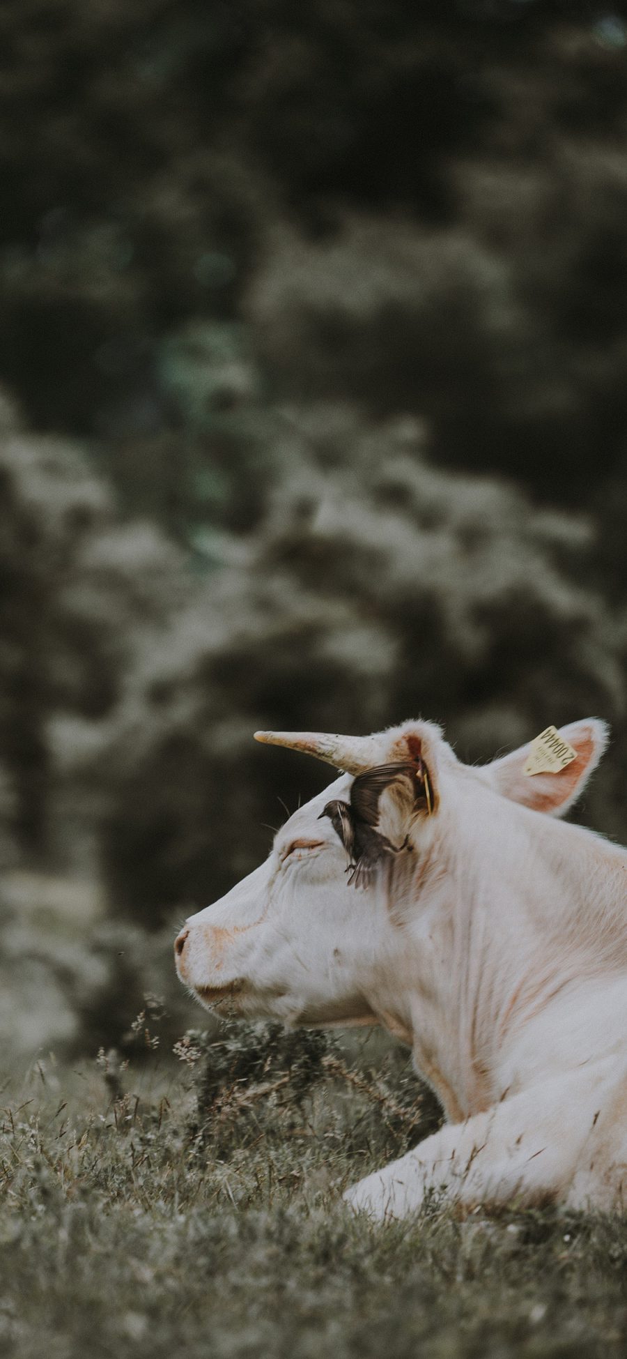 [2436×1125]郊外 草地 小牛犊 白色 苹果手机壁纸图片
