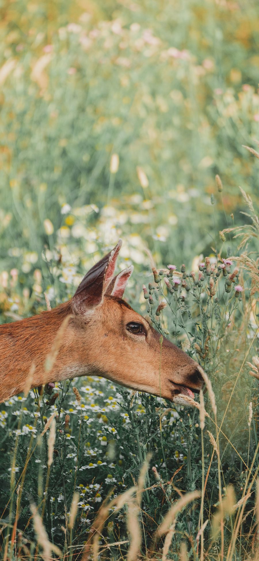 [2436×1125]郊外 草地 小鹿 吃草 苹果手机壁纸图片